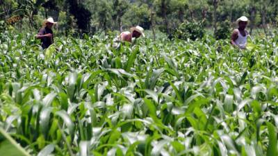 El maíz y arroz son dos granos que se cultivan en gran porcentaje en El Negrito, Morazán y Victoria, Yoro. Agricultores mejoran su economía.