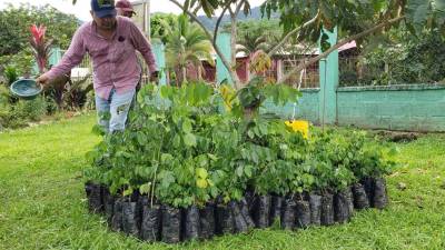 Unas 7 mil plantas de granadillo rojo, se están sembrando en la Biosfera del Río Plátano en Honduras, gracias al financiamiento de la Unión Europea.