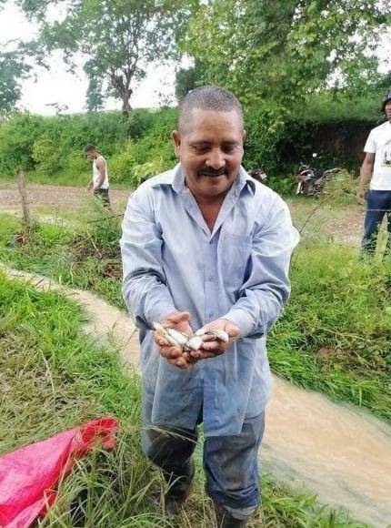 CNN no ha logrado encontrar en internet estudios oficiales sobre los orígenes del fenómeno o su impacto en la población local y se ha consultado a las secretarías de Agricultura y de Recursos Naturales al respecto, sin que de momento se haya recibido una respuesta.