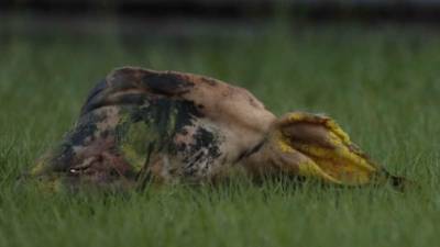 Lamentable, aficionados del Olimpia lanzaron una cabeza de cerdo en el estadio Olímpico en el duelo ante el Real España.