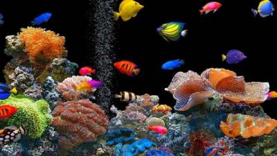 Observar los acuarios puede calmar el estrés.