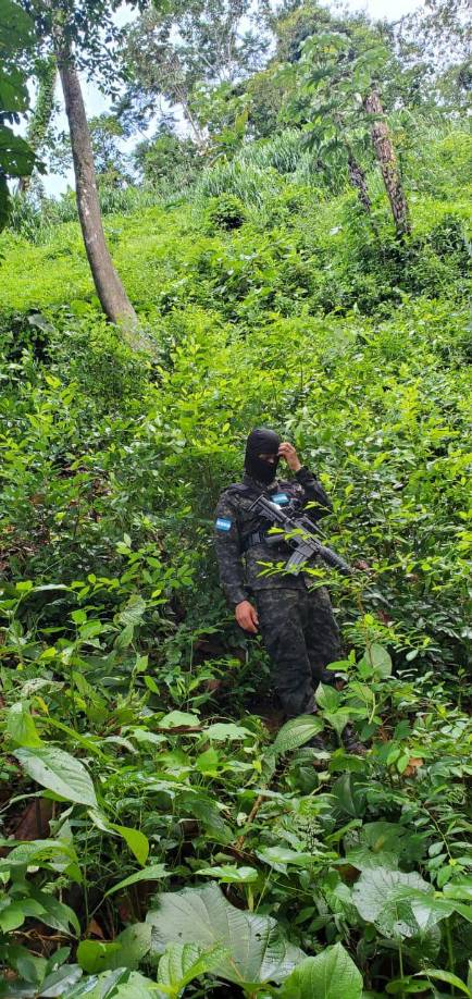 manzana de plantación de marihuana con un total de 8,000 plantas desarrolladas listas para el corte, secado y empaque de la droga.