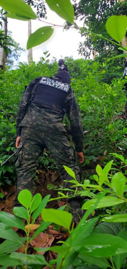 Aseguran más de 60 mil plantas de hoja de coca en Olancho