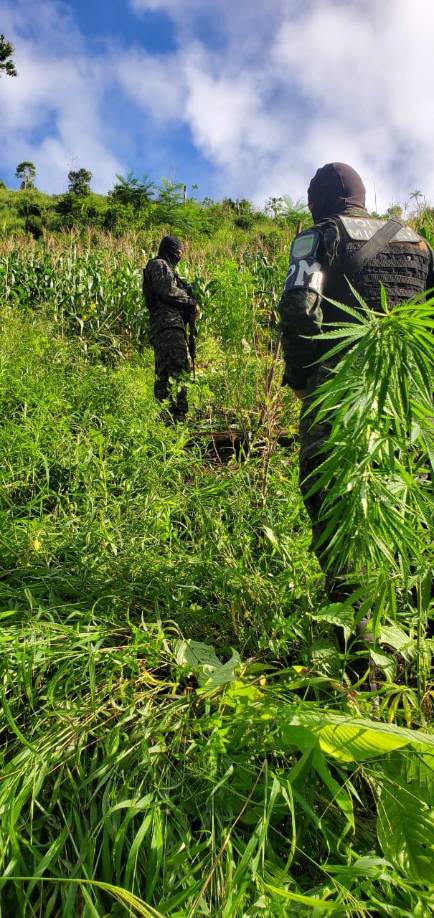 Aseguran más de 60 mil plantas de hoja de coca en Olancho