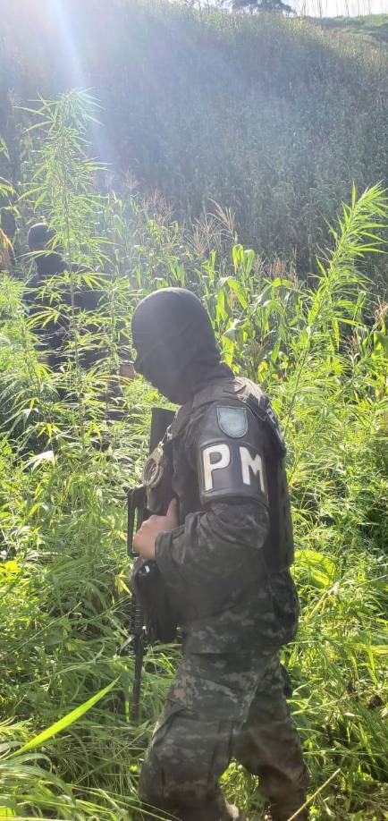 Aseguran más de 60 mil plantas de hoja de coca en Olancho