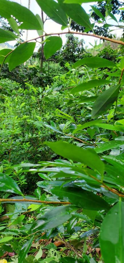 Aseguran más de 60 mil plantas de hoja de coca en Olancho