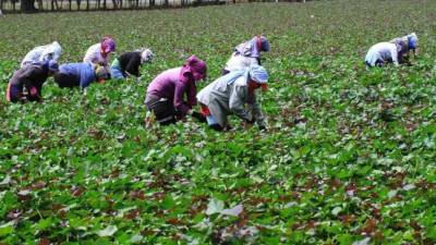 Mujeres trabajan en la cosecha de camote a las afueras de Comayagua.