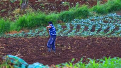 La prolongación de la canícula ha retrasado la siembra de granos.