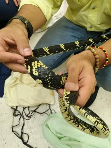 Estas serpientes y lagartijas llevaba un hondureño dentro de caja en Choluteca (FOTOS)