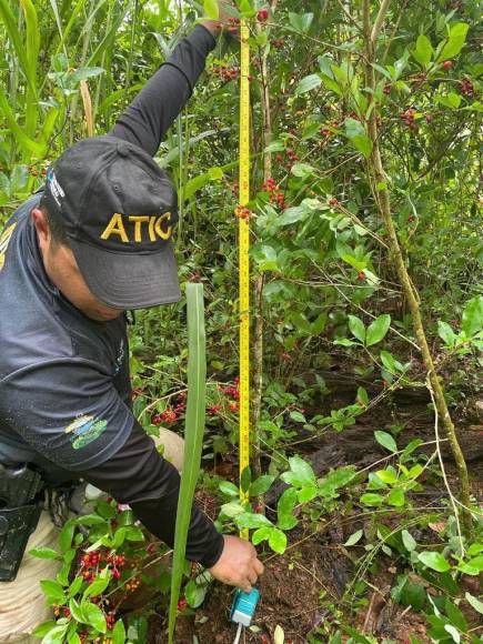 La Agencia Técnica de Investigación Criminal (Atic) logró identificar que un cuarto de hectárea tendría unos cinco años de producción.