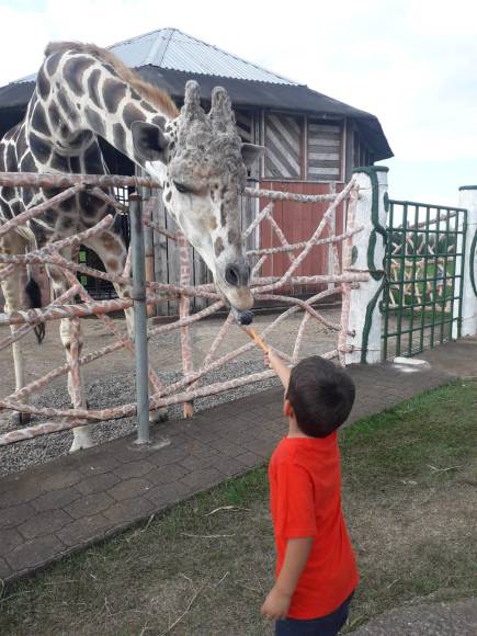Darwin Mauricio Galo subió esta foto de su hijo dándole de comer a “Big Boy”.
