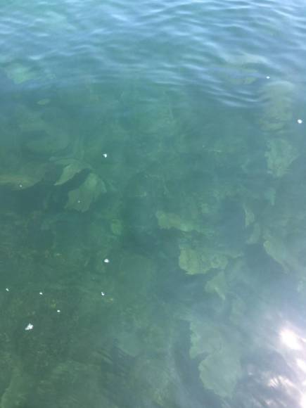 A corta distancia de la playa, la vista de corales es impresionante, al ser un poco más profundo, es ideal para hacer snorkel, una experiencia inigualable de la que nunca se arrepentirá.