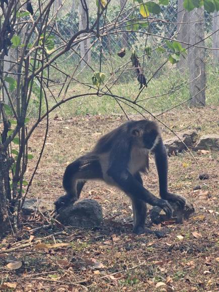 Una de las especie de mono en el zoológico Joya Grande.
