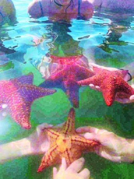 Banco de Estrellas. Alrededor de 2,500 estrellas de mar habitan en el Banco de Estrellas situado en la Laguna de la Reserva de Vida Silvestre de Guaimoreto, en Trujillo.