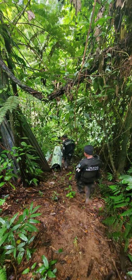 Aseguran más de 60 mil plantas de hoja de coca en Olancho