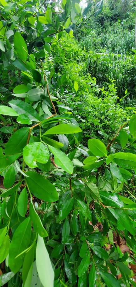 Aseguran más de 60 mil plantas de hoja de coca en Olancho