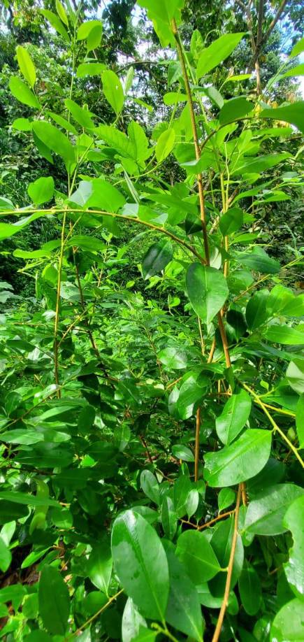 Aseguran más de 60 mil plantas de hoja de coca en Olancho