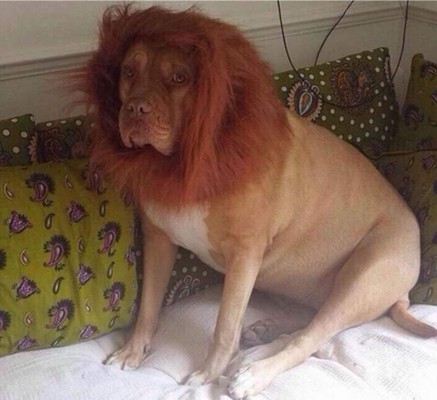 El perro-león se convierte en el video viral del momento