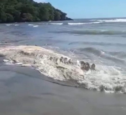 Encuentran a Gran Berta, la ballena de 21 metros que murió en Tela