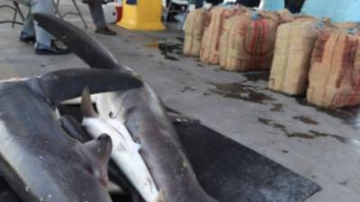 El cargamento de droga estaba oculto bajo una carne de tiburón. Foto Twitter.