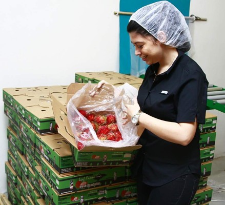 Rambután hondureño llega a Estados Unidos y Europa