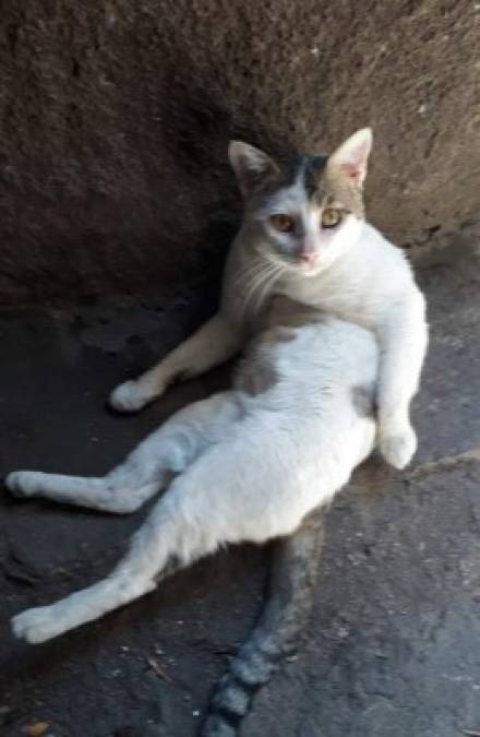 Melissa de Dubón presume a su gato.