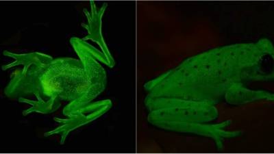 El 'Hypsiboas punctatus', una rana que, aunque ya era conocida, se ha demostrado que tiene capacidad para brillar en la oscuridad.