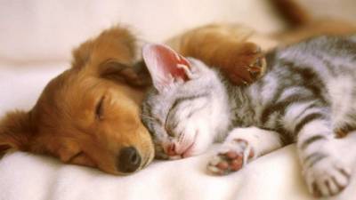 Los perros y gatos pueden llegar a ser grandes amigos aunque pienses lo contrario.
