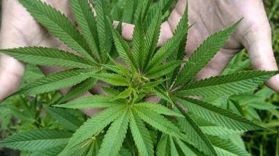 El dos de mayo Uruguay abrirá el registro oficial para aquellos consumidores de marihuana a nivel farmacéutico.