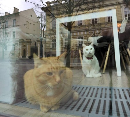 Dos gatos son las dos primeras mascotas que dan positivo de coronavirus en EEUU