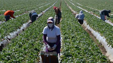 Los migrantes trabajan en agricultura, hostelería y otros rubros en Estados Unidos.