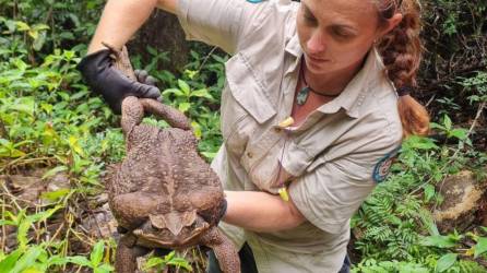 “Toadzilla”, un sapo gigante de 2.7 kilos hallado por un guardabosque en el noroeste de Australia, fue sacrificado luego de registrar su descubrimiento.