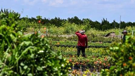 Un trabajador migrante trabaja en un terreno agrícola en Homestead, Florida, el 11 de mayo de 2023.