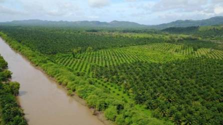 En Honduras, el proyecto financiado va dirigido a los trabajadores de los sectores de la palma, el banano y el melón.