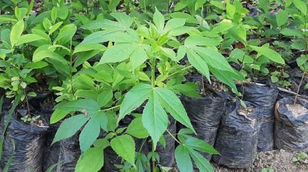 Los agentes policiales buscan a los responsables de las plantaciones de coca, agregó la institución.