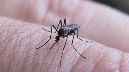 En los últimos días, la sala de pediatría del Hospital Escuela en la capital ha estado llena de pacientes por dengue, señalaron los médicos. Imagen de archivo.