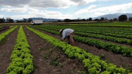 Un agricultor revisa sus cosechas en el sector de El Zamorano. Foto: archivo