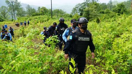 Los arbustos de coca encontrados en el terreno tienen año y medio de haber sido sembrados, según los análisis de los cuerpos antidrogas.