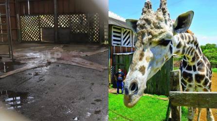 “Big Boy” era el nombre de la jirafa que vivía en el zoológico Joya Grande, ubicado en Santa Cruz de Yojoa, Cortés.