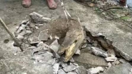 Video: Encuentran nido de cocodrilos en el piso de una casa