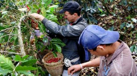 Un productor de café recoge el fruto maduro de la planta de café en Ocotepeque.