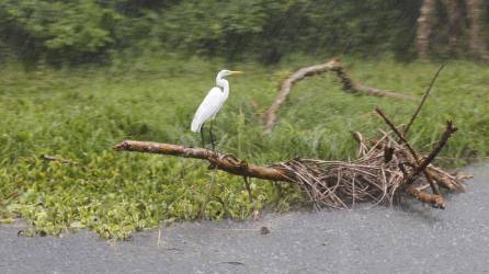 En los recorridos por el Lago de Yojoa podrá observar varias especies de aves y una de las más comunes son las garzas.