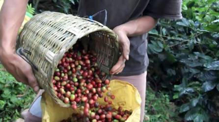 Un cortador de café llena un saco con los frutos en una finca del norte de Honduras.