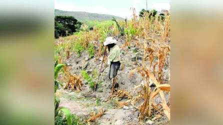En los municipios del corredor seco de La Paz, Valle y Comayagua, la mayoría de cultivos se perdieron por la sequía.