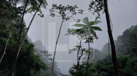 Sus bosques húmedos, cascadas y fauna endémica hacen al Parque Nacional Cusuco (Panacu) una reserva de altísimo valor y belleza. Fotos: Moisés Valenzuela y Jessica Figueroa.