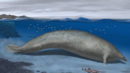 Reconstrucción del Perucetus, una ballena de 39 millones de años y 200 toneladas de peso que los científicos sospechan que pasaba su tiempo en aguas costeras poco profundas como un manatí.