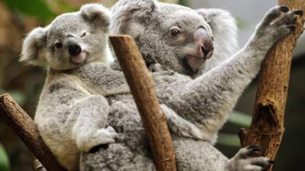 Un joven koala descansa a hombros de su madre.