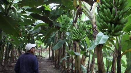 Un jornalero camina entre una plantación de banano en La Lima, Cortés. FOto: LA PRESA