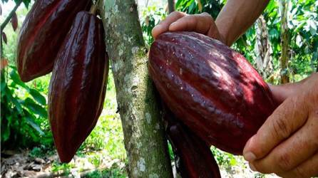 <b>Honduras debe darle mayor valor agregado a su producción, como el cacao .</b>