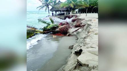 El jueves que LA PRENSA estuvo en Miami las palmeras de la foto estaban en pie. En un lapso de tres días, el mar las arrancó de raíz y continuó avanzando hacia la comunidad.